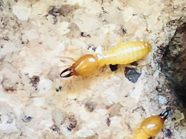 Termites : prévention et intervention spécialisée
