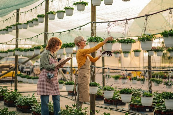 Quelles techniques de culture verticales sont les plus efficaces pour les tomates?